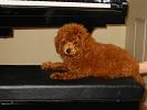 IMG_1192.JPG 1024x768 185KB 